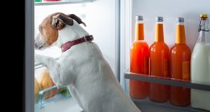 Attenzione: questo alimento che si trova comunemente nelle case, può essere mortale per il vostro cane.