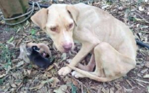 Pitbull che usava come esca nei combattimenti era rimasta incinta, ha trovato come disfarsene