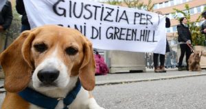 2639 Beagle salvati, a Brescia, dalla vivisezione. Gli eroi che hanno liberato i cani, stanno ancora pagando, ma il salvataggio di Green Hill arriva nelle scuole tedesche e commuove gli studenti.