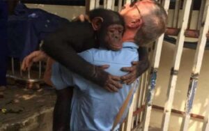 Uno scimpanzé incatenato a un albero per anni abbraccia il suo salvatore