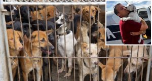 “Vedere i cani in quel rifugio era straziante. È orribile pensare che sarebbero stati soppressi solo perché si trovavano in una zona dove nessuno poteva prendersi cura di loro. Ho avuto un’idea con la quale ho salvato più di 700 animali, adesso spero che altri prendano esempio.”