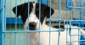 Siete stanchi di vedere animali che vivono in condizioni pietose per poi essere venduti? Firmate la petizione per rendere illegale la vendita degli animali nel mercato libero.