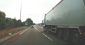 Il cane corre per ore lungo l’autostrada, spaventato e confuso. Un uomo lo vede e decide di intervenire, ma non è facile. Lo segue per chilometri fino a quando…Ecco il video che vi terrà col fiato sospeso.