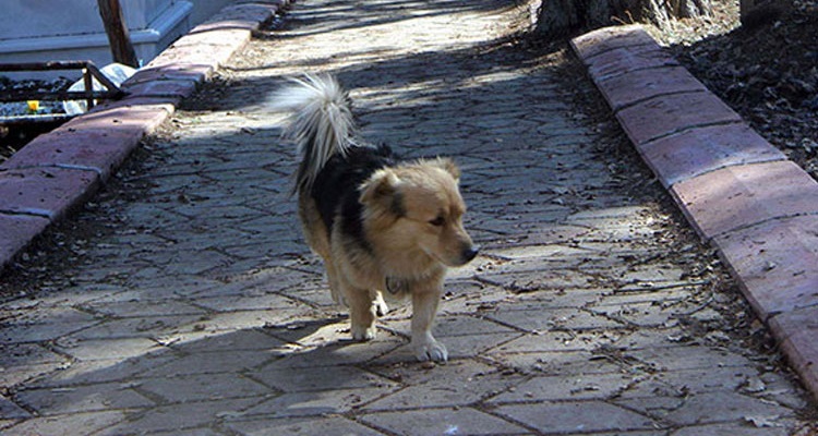 Ero preoccupato perché il mio cane spariva ogni mattina. Poi l’ho seguito e quando ho capito dove andava