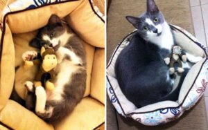 10 divertentissime foto dei nostri animali con i loro peluche dopo qualche anno!