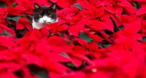 Attenzione a queste 17 piante, potrebbero essere letali per il vostro gatto. Sicuramente qualcuna di queste piante, le avete in casa o nel giardino.