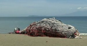 Trovano una balena morta sulla riva, credono si tratti della solita carcassa spiaggiata ma quando si avvicinano scoprono qualcosa di sconvolgente, di inquietante. Tutti oggi parlano di ciò che è accaduto