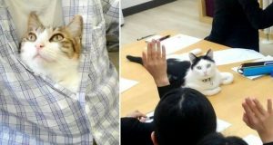A Tokyo molte persone lavorano tutto il giorno e non possono prendere un animale domestico per il poco tempo a loro disposizione. Quello che fa questa aziendaha dell’incredibile. Per ogni gatto adottato il dipendente riceverà un