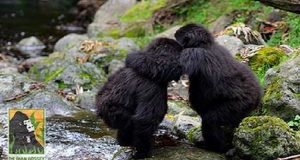 Piccolo gorilla abbraccia il suo amico ferito da una trappola dei bracconieri. Quando il gruppo del baby gorilla è partito, lui non è riuscito a seguirli a causa della ferita, ma il suo piccolo amico gli è rimasto accanto fino alla fine.