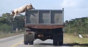 Scrofa gravida sulla strada verso il macello, salta dal camion per salvare i suoi piccoli e se stessa. Quello che è accaduto dopo ha tenuto i soccorritori con il fiato sospeso.i