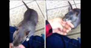 Questo topo gigante cerca di far capire qualcosa alla sua umana. Quando vedrete cosa vuole l’animale vi si scioglierà il cuore. Un video davvero toccante.