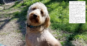 “Ho visto la gabbia davanti al rifugio. Al suo interno c’era un cane spaventato, troppo grande per il piccolo trasportino. Lo avevano lasciato lì, senza cibo ne acqua, ma accanto a lui c’era un triste bigliettino scritto dalla sua famiglia.”