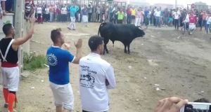 Pelado, il toro De la Vega, è stato lasciato libero per  le strade e provocato in tutti i modi, così da costringerlo ad attaccare. Il gigante buono non ha mai reagito, e adesso gli animalisti vogliono salvarlo con petizioni e manifestazioni.