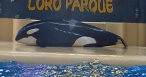 La triste storia di Morgan, l’orca depressa che vive in un delfinario e che si spiaggia da sola per lasciarsi morire.