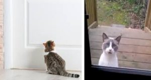 Vi siete mai chiesti perchè i gatti se sono fuori vogliono entrare e se sono dentro vogliono uscire? Vi spieghiamo l’arcano mistero!