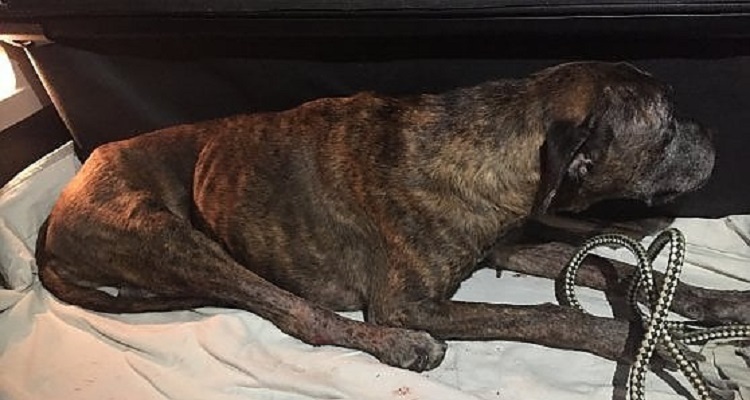 Firenze, quartiere di Rifredi, ore 20.30 circa del 27 luglio. Si sente un cane abbaiare e poi un tonfo. La gente corre fuori e trovano il povero animale sulla tettoia dell’ingresso del palazzo. Quello che le Guardie Zoofile hanno scoperto dopo