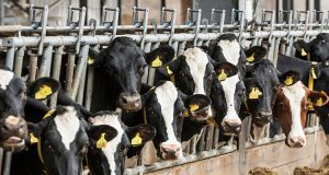 Notizia choc: il latte è dannoso per le ossa! Gli animali non vivono più allo stato brado, sono costretti a produrre per far fronte al mercato, ma il prodotto che si ottiene è sempre più artefatto, non sarà questo il vero problema?