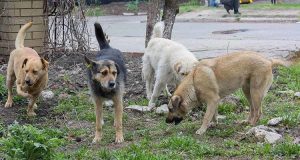 “Stavo passando per il bosco quando ho visto 4 cani che fissavano qualcosa. Si sono accorti della mia presenza e hanno cominciato a scodinzolare come se mi stessero aspettando, quando mi sono avvicinato sono rimasto sconvolto.”