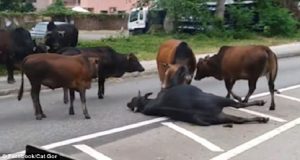 Gli animali non hanno sentimenti! Possibile che ancora si sentano queste affermazioni? Ecco una storia che dimostra il contrario, quando una mandria di bovini ha provato a rianimare un toro investito.