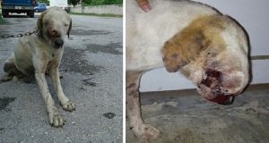 “L’ho visto per strada, girovagava senza meta e aveva una terribile ferita sul viso. Volevo aiutarlo e l’ho portato in una clinica, ma ciò che mi ha detto il veterinario mi ha spezzato il cuore.”