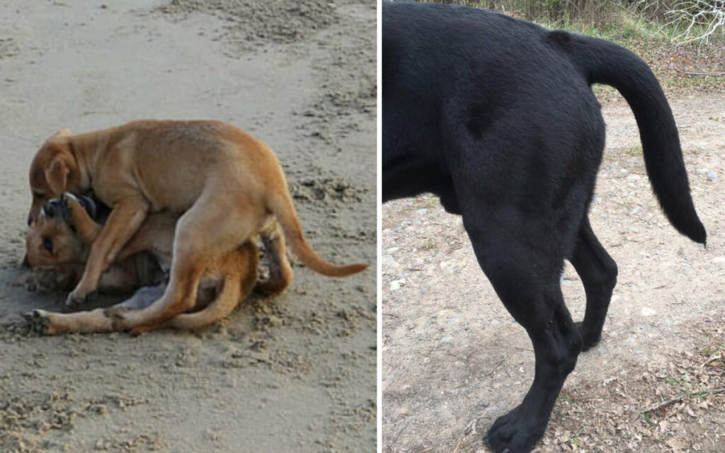 Se il cane ha la coda che penzola, non riesce a muoverla e si lamenta soffre della sindrome della ‘coda morta’ (cold tail)