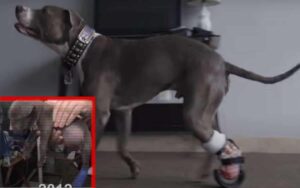 VIDEO: Legato ai binari a soli tre mesi, cucciolo viene tratto in salvo