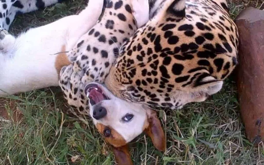 Potrebbe sembrare un amicizia impossibile quella tra un cane e un giaguaro