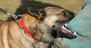 Roma: uomo picchia la compagna e poi cerca di ucciderla. Il cane della donna interviene e diventa un eroe.