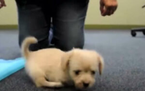 VIDEO: Cucciolo senza due zampe abbandonato insieme ai suoi fratelli. La sua storia a lieto fine
