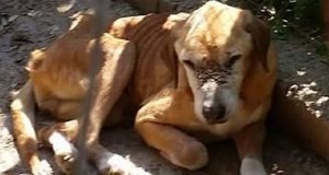 Al canile di Patti, i cani muoiono di stenti e gli animali che entrano in quel luogo non ne escono vivi: disperati i volontari chiedono l’aiuto di tutti.