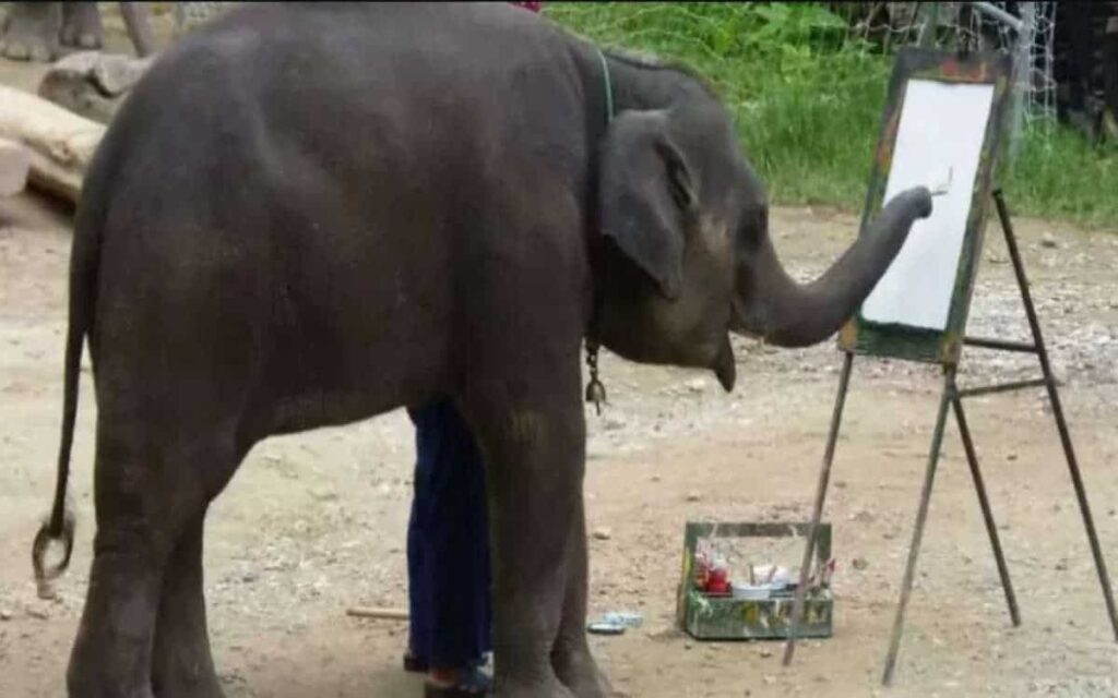 Elefante artista: La verità sul video virale che fece il giro del mondo