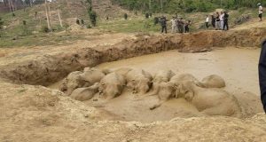 Una famiglia di elefanti  composta da 11 elementi è rimasta intrappolata dal fango. Cercare di salvarli è stata una vera impresa, ma proprio quando pensavano di esserci riusciti, il più piccolo degli elefanti