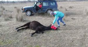 I soccorritori liberano il cavallo dalle catene. La sua reazione ha commosso migliaia di utenti.