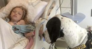 Bella ha 11 anni e gli è stata diagnosticata una rara malattia genetica che fa degenerare le funzioni motorie, fino alla totale invalidità. I genitori erano disperato ma un cane ha cambiato completamente la situazione. Ecco la storia di Bella e George