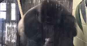 Nel cartello c’era scritto di non guardare il gorilla negli occhi e di non avvicinarsi al vetro, ma al ragazzo non interessava. Continuava a burlarsi del triste primate, provocandolo fino a quando l’animale si è arrabbiato, e ha fatto l’impensabile,lasciando sconvolti tutti i presenti.