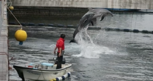 Il delfino, il simpatico animale che salta felice nell’acqua, con il suo muso sempre sorridente, idolo di grandi e bambini è entrato nella black list degli umani. I pescatori dicono: “Basta! non se ne può più”