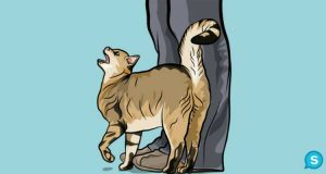 Vi siete mai chiesti perchè il vostro gatto si strofina sulle vostre gambe? Ve lo spieghiamo noi