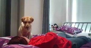 Shannon soffre di epilessia e ha un messaggio per tutti coloro che non rispettano gli animali.