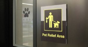 Toilette per cani e gatti: negli aeroporti degli Usa esistono e sono davvero pratici.