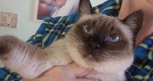 Gatta siamese sventa furto per decine di migliaia di euro, mentre il cane continua a dormire