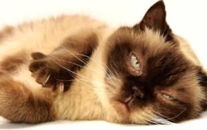 7 campanelli d’allarme per riconoscere i dolori nei vostri gatti!