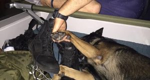 C’è una foto che, in un solo giorno, ha fatto il giro del mondo: un poliziotto tenendo un cane per la zampa. L’immagine è dolcissima e commovente ma la storia dietro a questa foto lo è ancora di più e noi ve la raccontiamo
