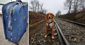 “Ho visto la valigia da lontano, il mio cane si è fiondato subito ad annusarla. Mi sono avvicinata pensando che la gente è proprio malata a gettare la roba così, ma quando ho sentito i versi che provenivano dal suo interno, m’è venuto un colpo al cuore”