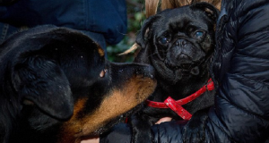 “Pensavo che quel Rottweiler potesse fare del male alla mia cagnolina. Continuavo a ripetere che quel brutto cagnolone cattivo doveva stare lontano dalla mia piccola Olive. Ma non immaginavo che un giorno mi sarei ritrovata in ginocchio ad abbracciarlo.”