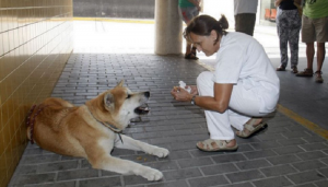 Nel passato i cavalieri giuravano fedeltà all’imperatore, proteggendolo dai pericoli della vita. Ma questa notizia ci parla di un cavaliere dal manto dorato che ha giurato fedeltà alla sua amata umana Sandra, ricoverata d’urgenza in ospedale.