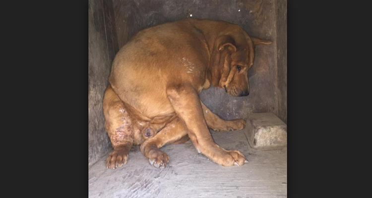 Trovano un cane rinchiuso dentro una scatola di legno. Poi scoprono che era lì da almeno 3 giorni