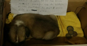 Ho fatto in tempo solo a dare un comando alla mia cagnolina. Le ho detto di ‘guardarli’. Nessuno si aspettava, però, alla reazione di Zoey