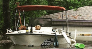Il reporter stava facendo una ripresa dell’inondazione in diretta, quando ha visto due cani in una barca. Erano lì immobili, completamente zuppi, tristi e soli. Erano stati lasciati indietro dalla famiglia.