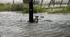 Decine di famiglie sono scappate per l’arrivo dell’uragano, abbandonando i propri animali. Adesso si presenta il conto.