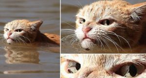 L’uragano Harvey ha sfollato milioni di abitanti e provocato pericoli per milioni di animali, tutti sembravano terrorizzati sotto la tempesta, tranne questo gatto.. lui era davvero molto arrabbiato! In molto l’hanno visto ma…